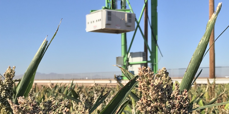 agribusiness field of crops
