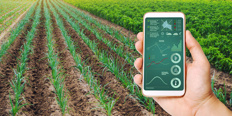 A hand is holding a smartphone with infographics on the background of field of young green leek plantations. innovative technologies, data analyzing on plants status. Growing vegetables, Agribusiness A hand is holding a smartphone with infographics on the background of field of young green leek plantations. innovative technologies, data analyzing on plants status. Growing vegetables, Agribusiness